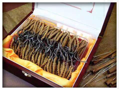 万江街道冬虫夏草回收